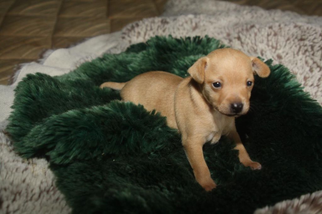 By Bidule - Chiot disponible  - Russkiy Toy (Petit Chien Russe)