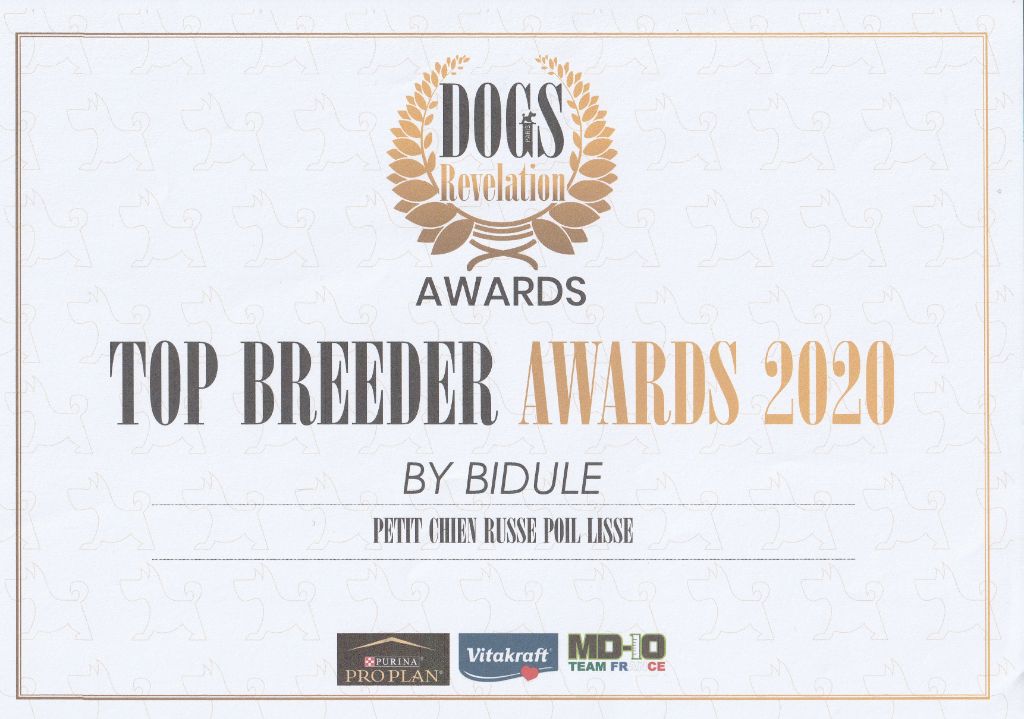 By Bidule - Top Breeder Awards 2020 Russkiy Toy à poil lisse!