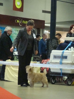 By Bidule - Paris Dog Show: excellents résultats!!!!