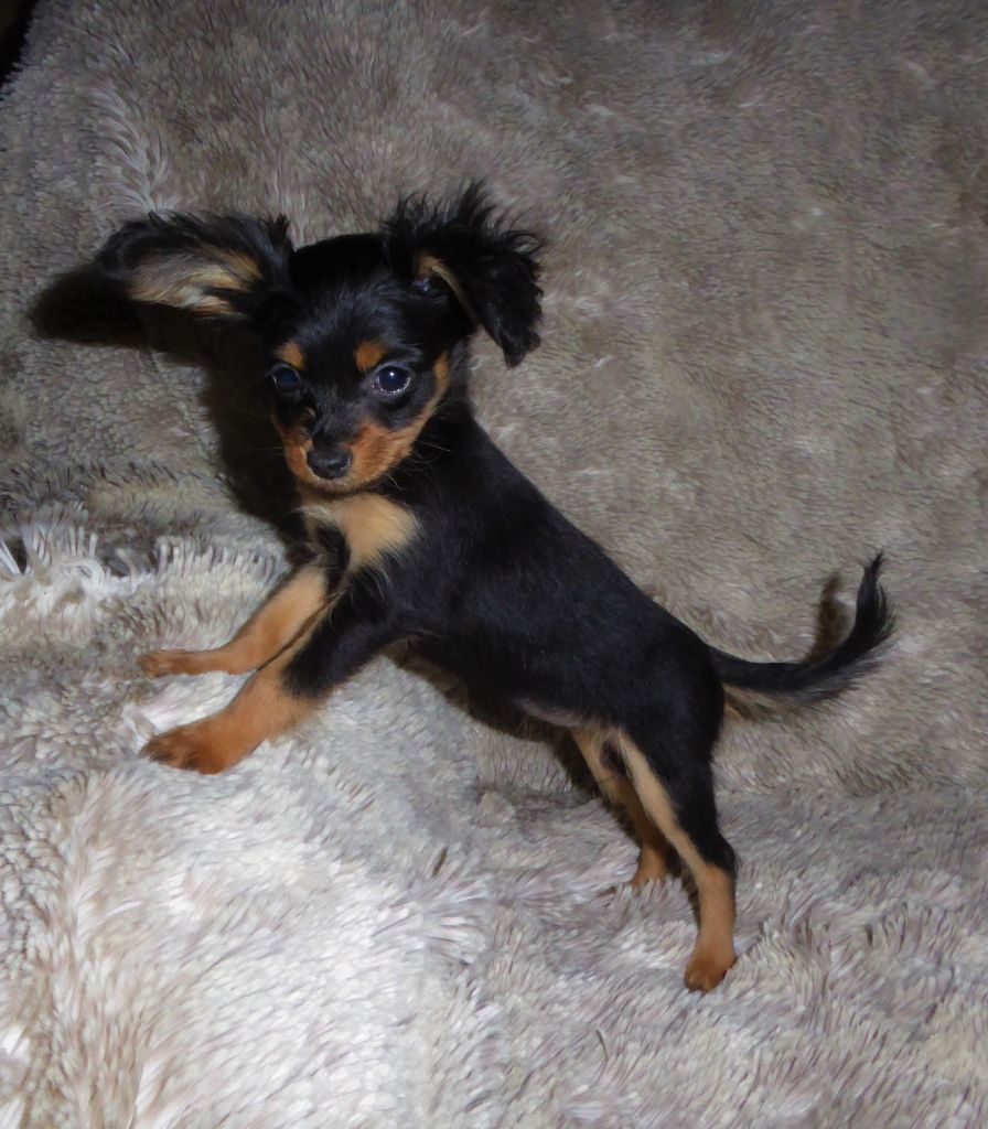 By Bidule - Chiot disponible  - Russkiy Toy (Petit Chien Russe)