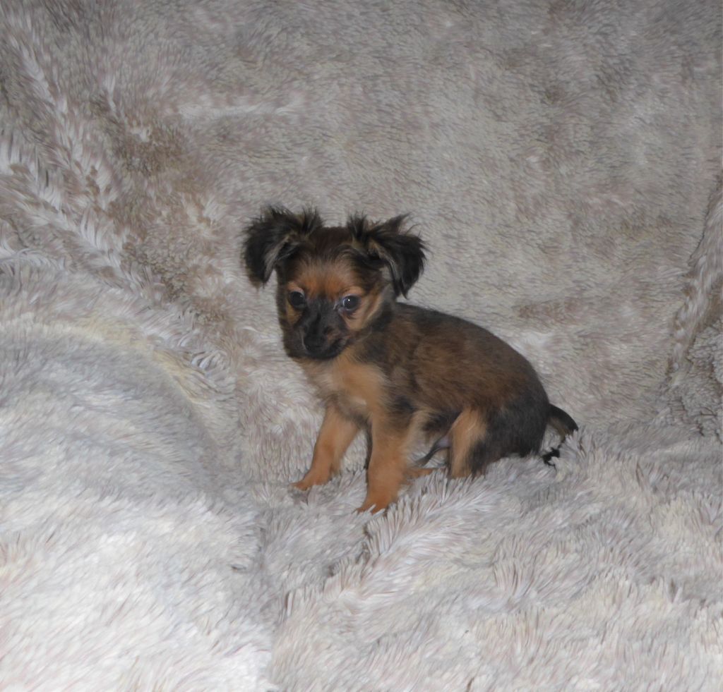 By Bidule - Chiot disponible  - Russkiy Toy (Petit Chien Russe)