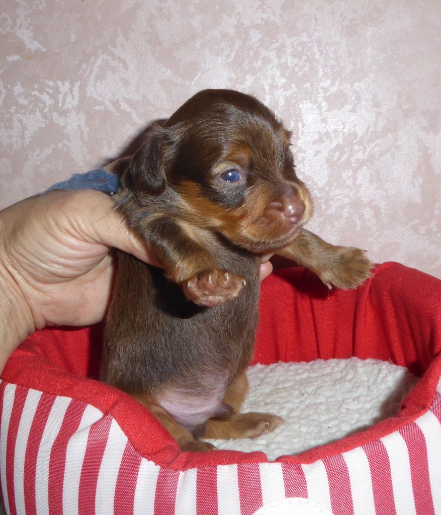 By Bidule - Chiot disponible  - Russkiy Toy (Petit Chien Russe)