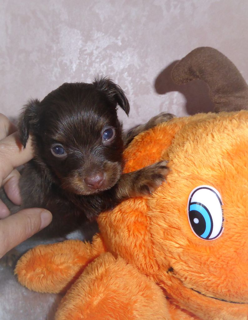 By Bidule - Chiot disponible  - Russkiy Toy (Petit Chien Russe)