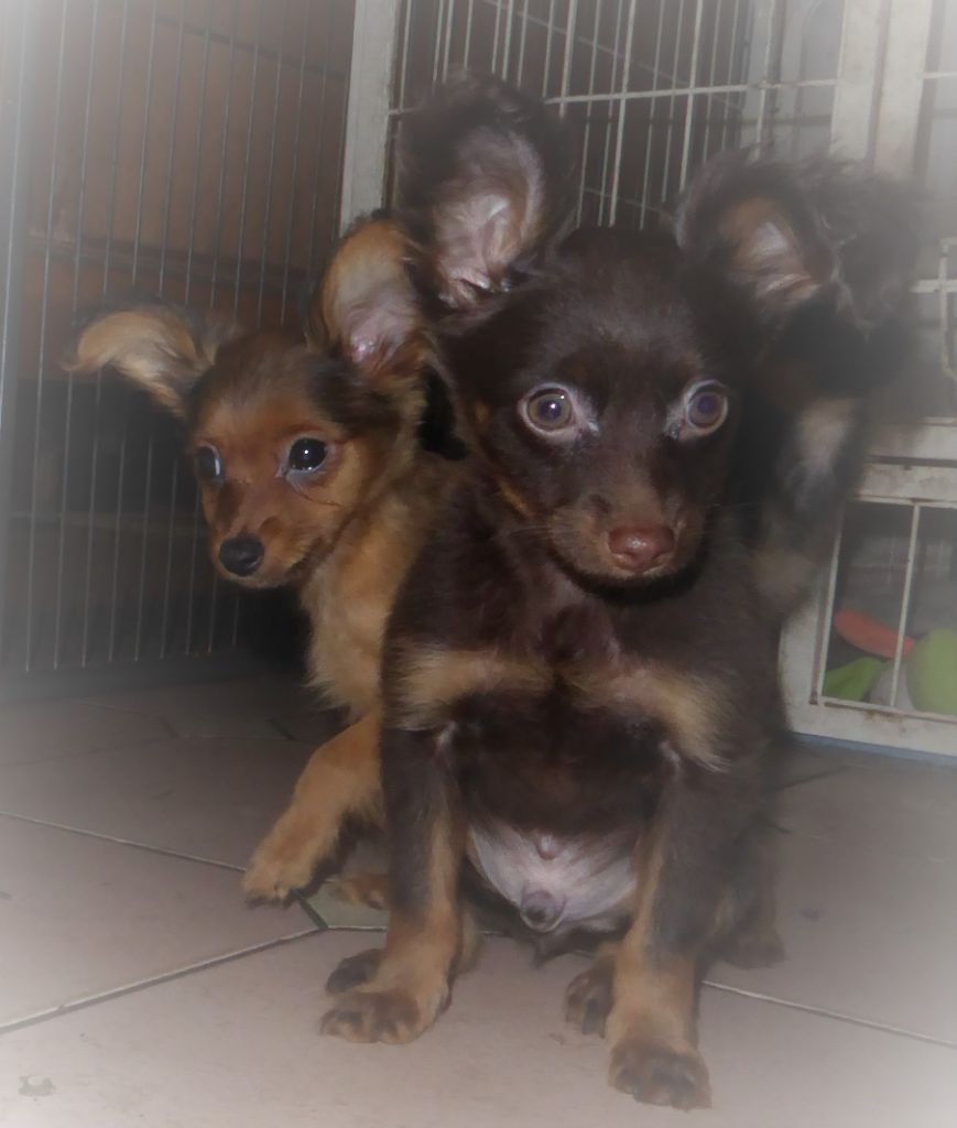 By Bidule - Chiot disponible  - Russkiy Toy (Petit Chien Russe)