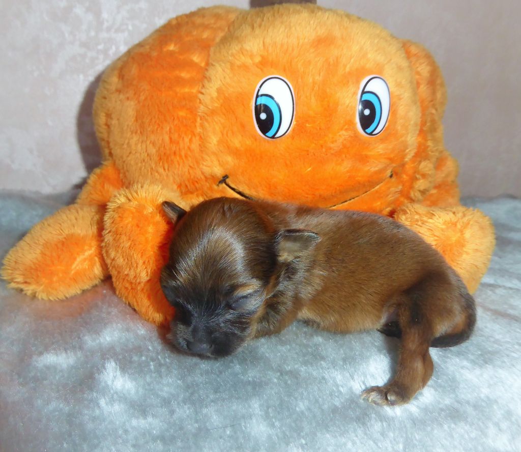 By Bidule - Chiot disponible  - Russkiy Toy (Petit Chien Russe)