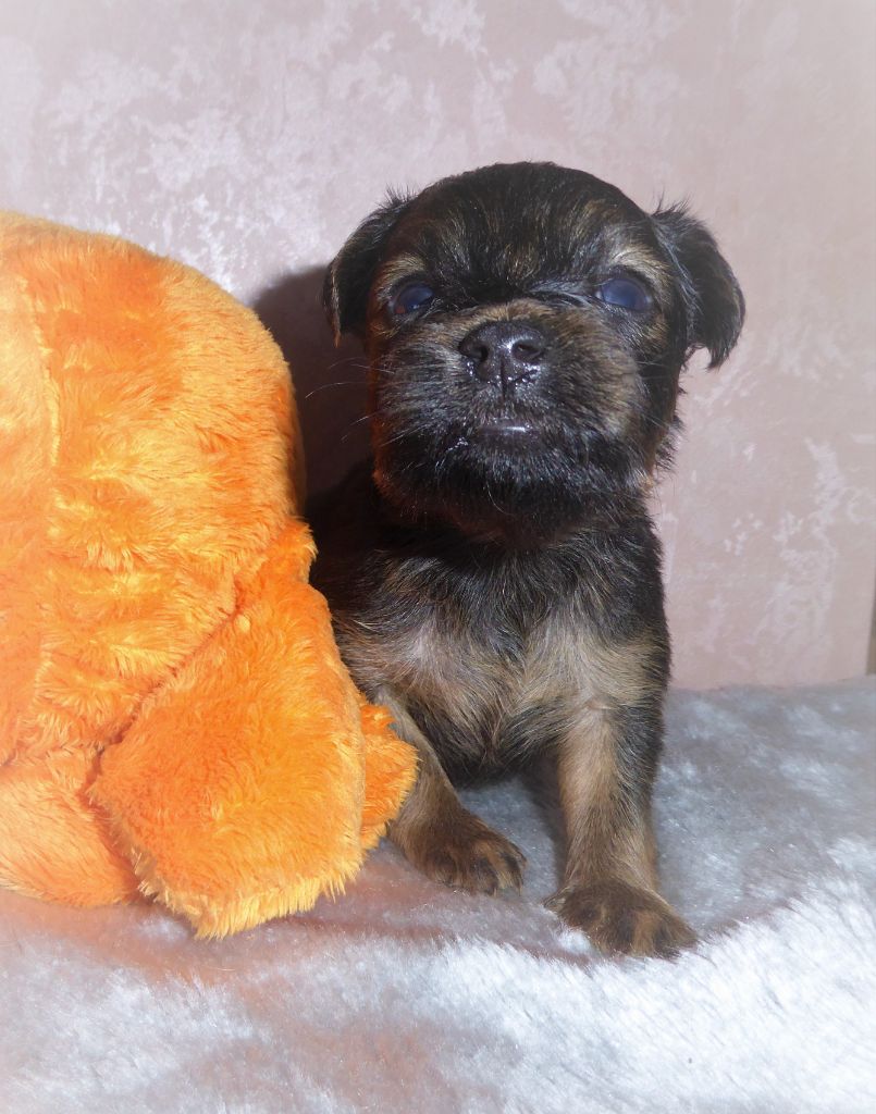 By Bidule - Chiot disponible  - Russkiy Toy (Petit Chien Russe)