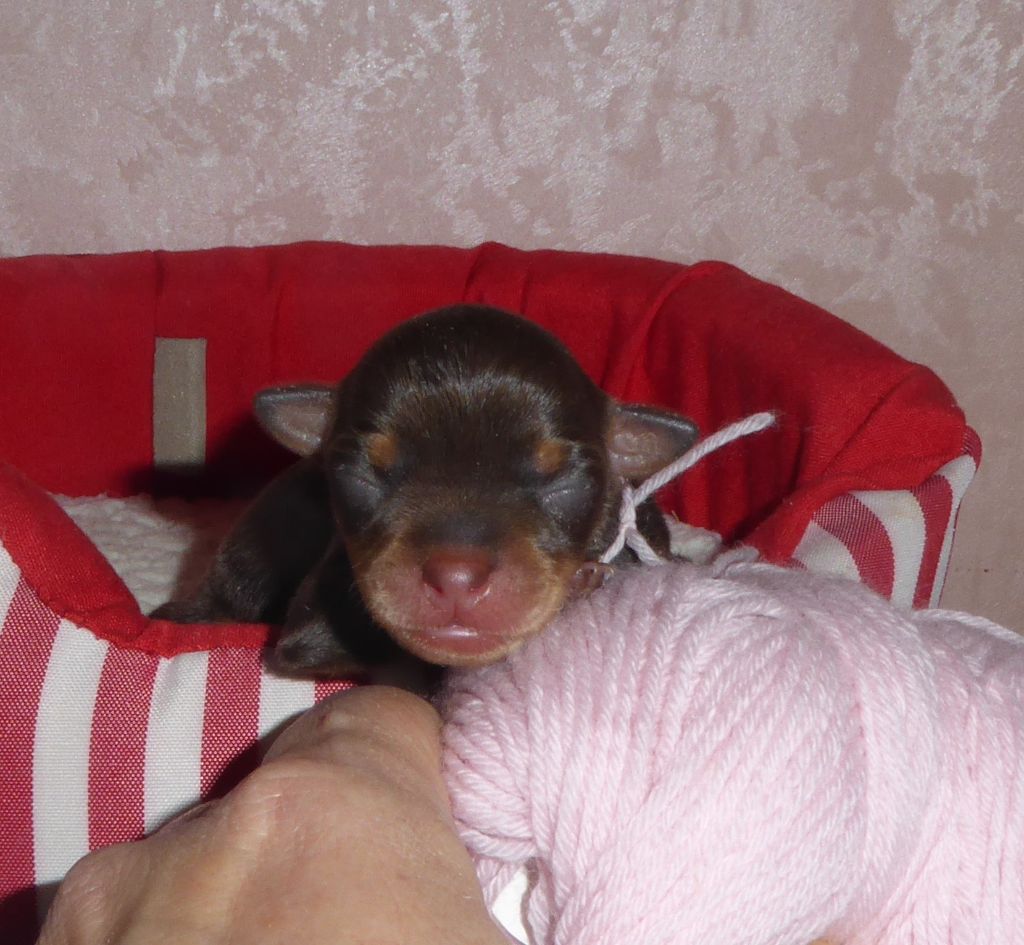 By Bidule - Chiot disponible  - Russkiy Toy (Petit Chien Russe)