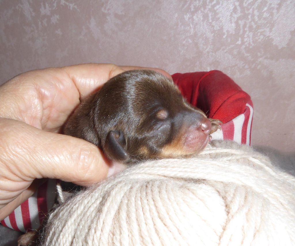 By Bidule - Chiot disponible  - Russkiy Toy (Petit Chien Russe)