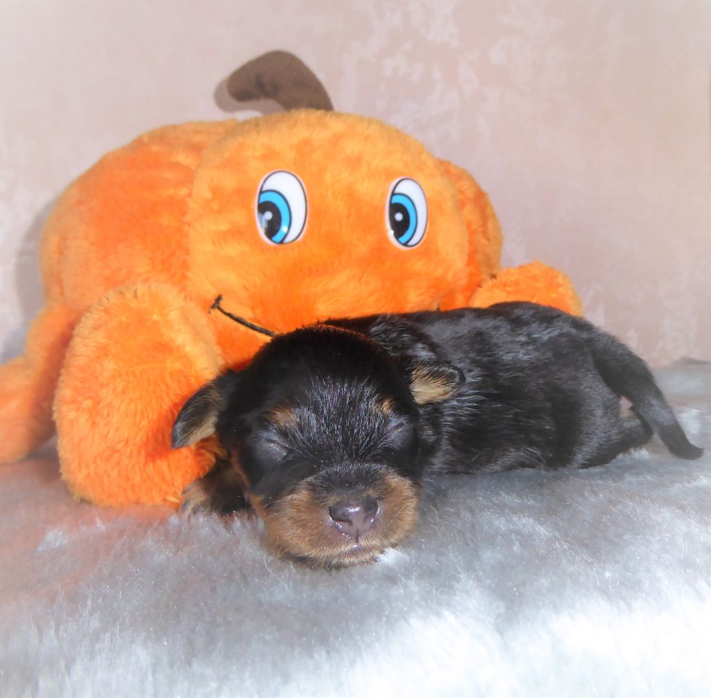 By Bidule - Chiot disponible  - Russkiy Toy (Petit Chien Russe)