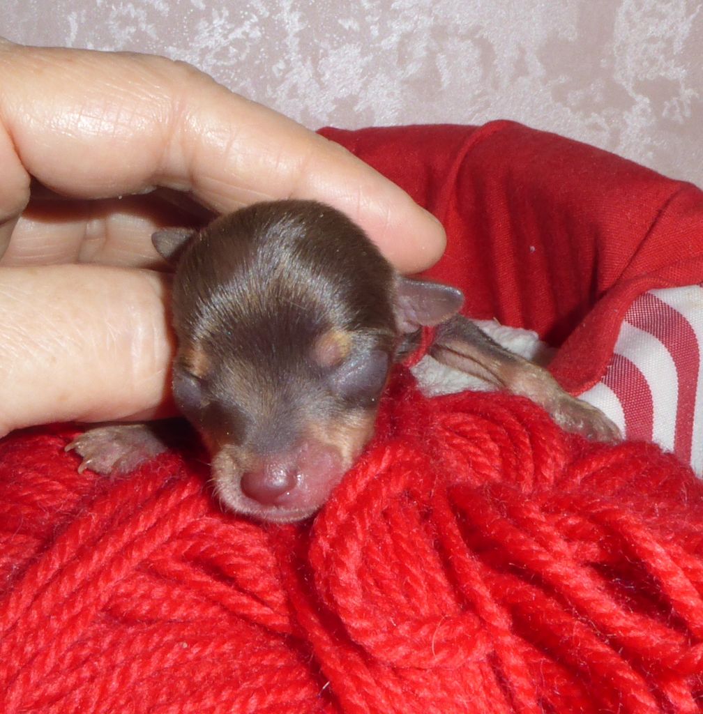 By Bidule - Chiot disponible  - Russkiy Toy (Petit Chien Russe)