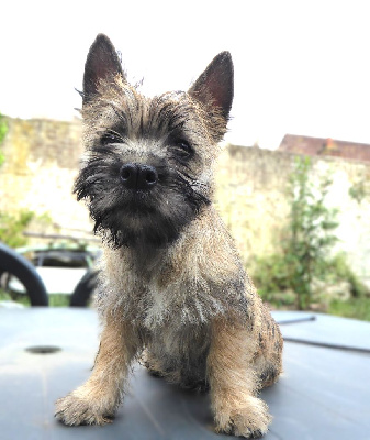 By Bidule - Cairn Terrier - Portée née le 23/03/2024