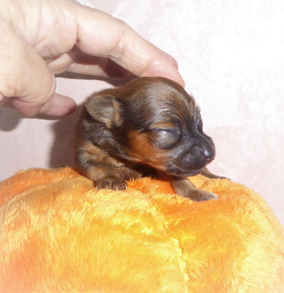 By Bidule - Chiot disponible  - Russkiy Toy (Petit Chien Russe)