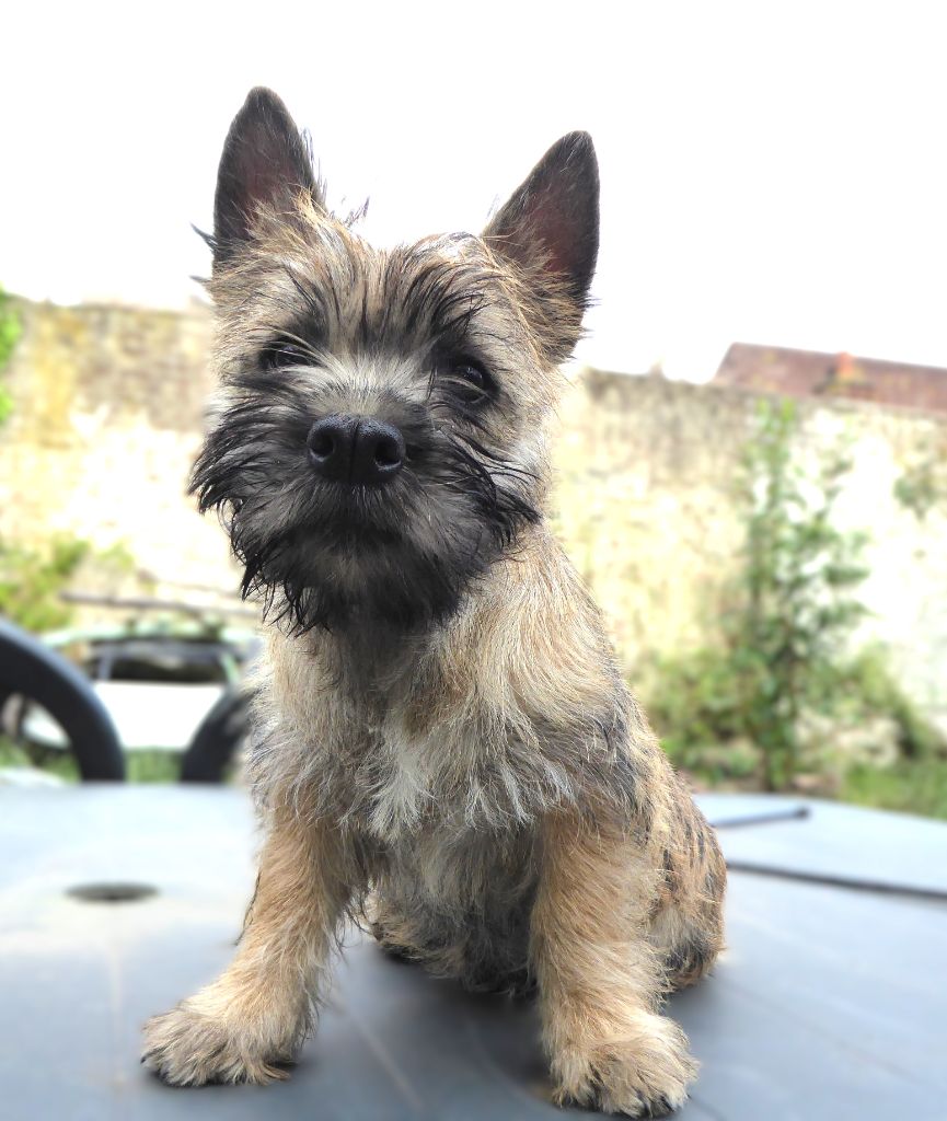 chiot Cairn Terrier By Bidule