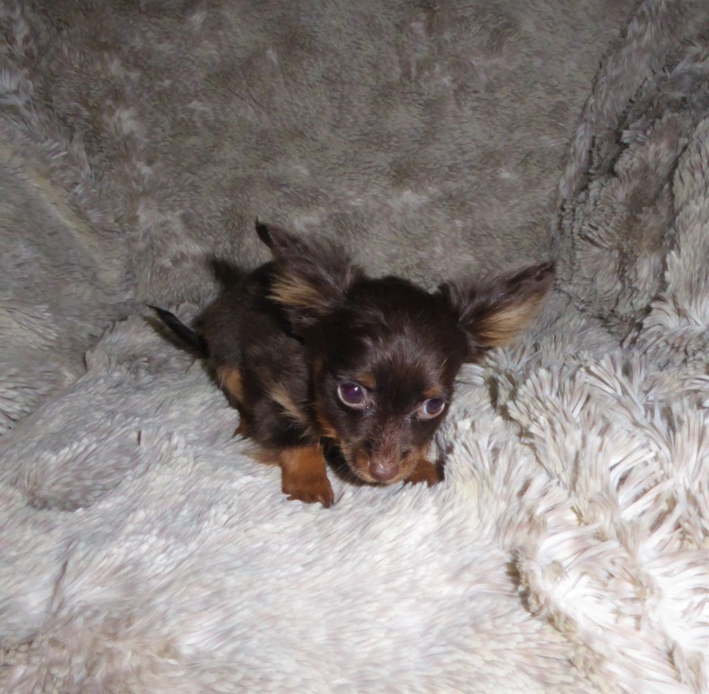 By Bidule - Chiot disponible  - Russkiy Toy (Petit Chien Russe)