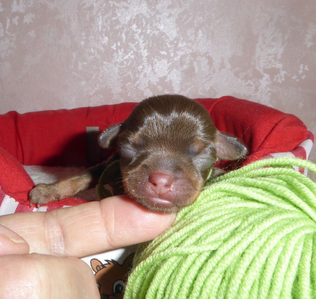 By Bidule - Chiot disponible  - Russkiy Toy (Petit Chien Russe)