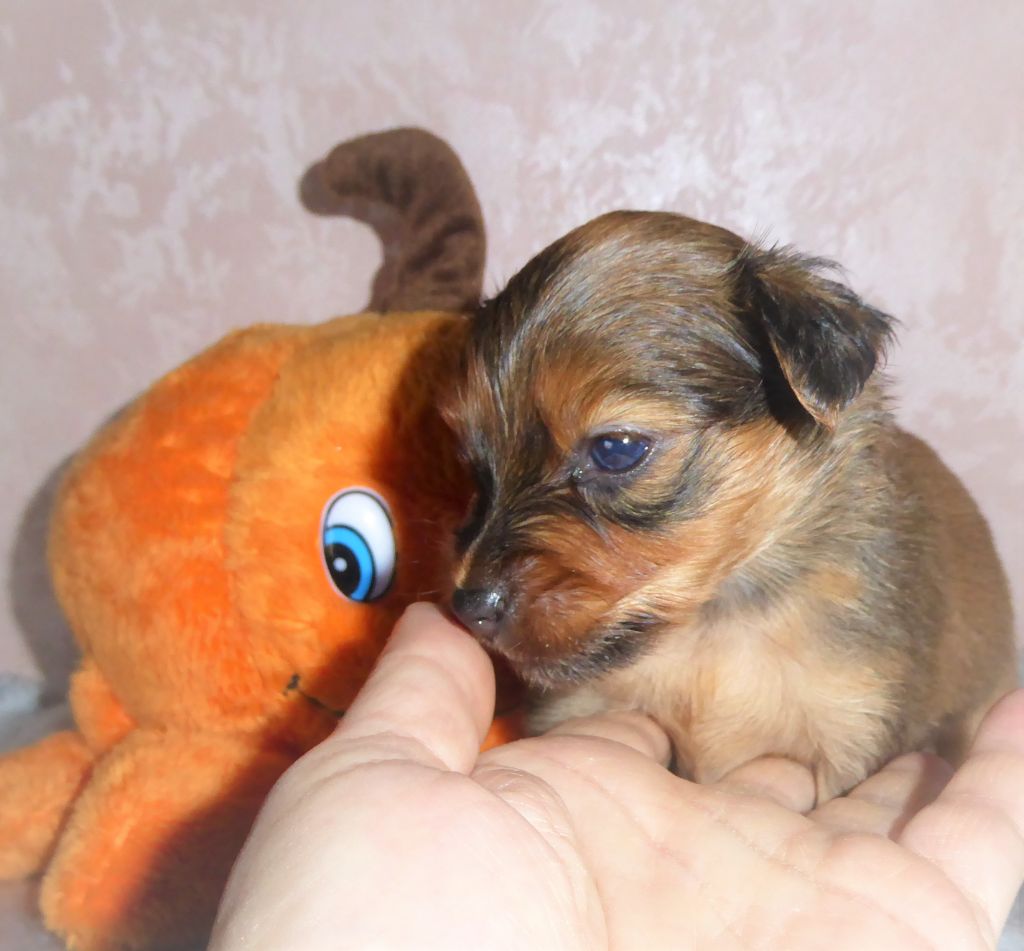 By Bidule - Chiot disponible  - Russkiy Toy (Petit Chien Russe)