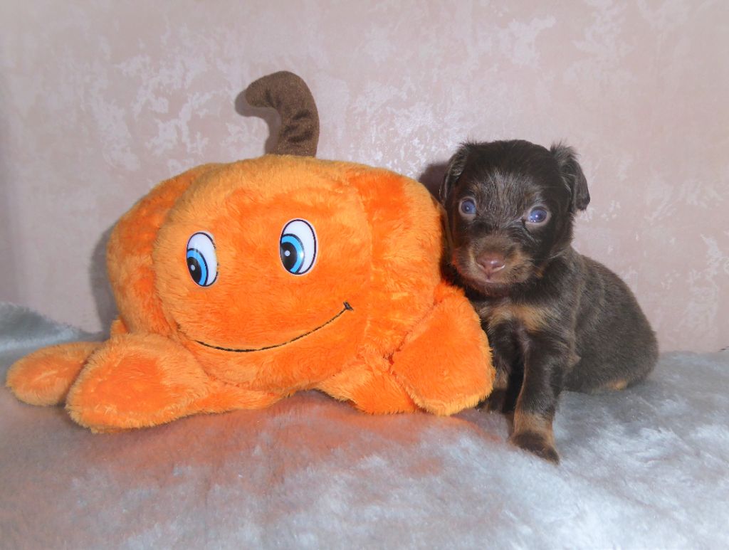 By Bidule - Chiot disponible  - Russkiy Toy (Petit Chien Russe)