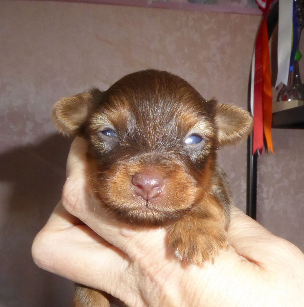 By Bidule - Chiot disponible  - Russkiy Toy (Petit Chien Russe)