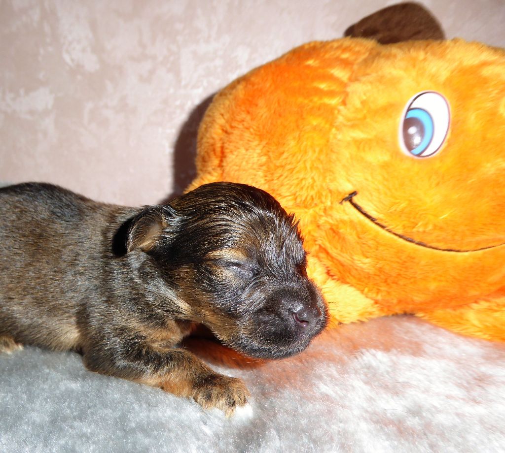 By Bidule - Chiot disponible  - Russkiy Toy (Petit Chien Russe)