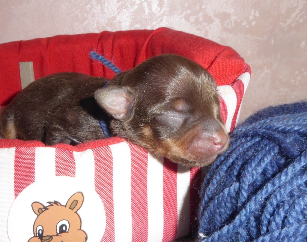 By Bidule - Chiot disponible  - Russkiy Toy (Petit Chien Russe)