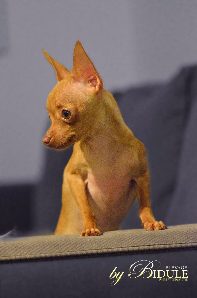 lambina Serdechnaya zanoza by bidule dite mandarine