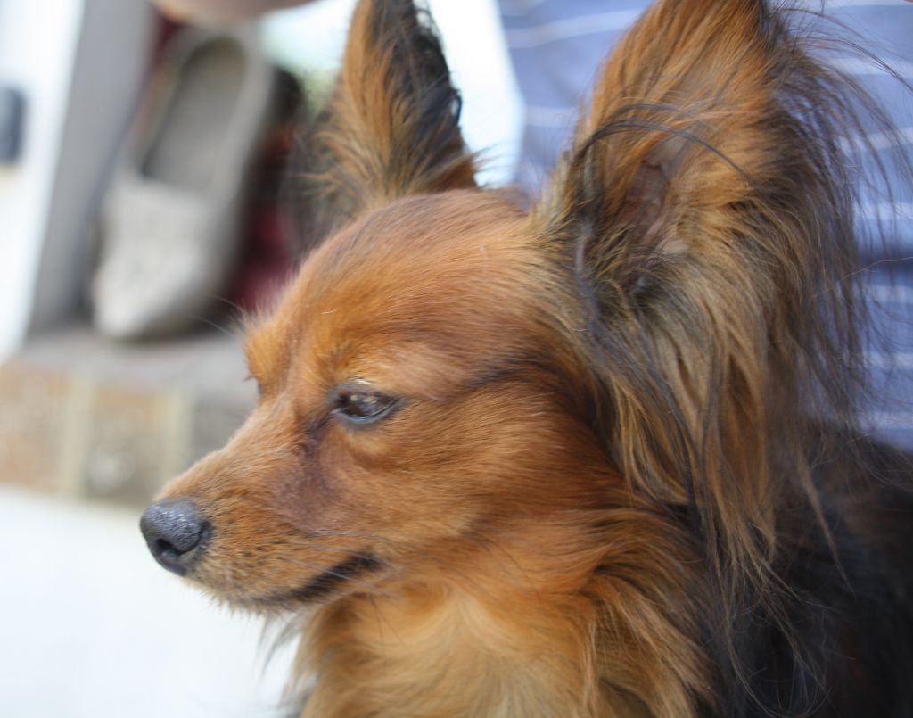 snou mirekl Napoléon