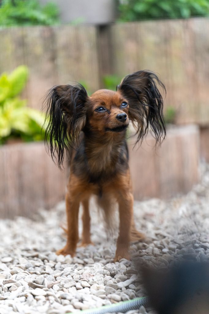 CH. O'suzanna By Bidule