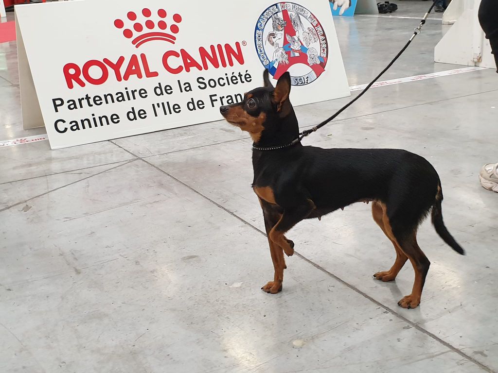 CH. kiss of tender Ustanovka na dobro dite una