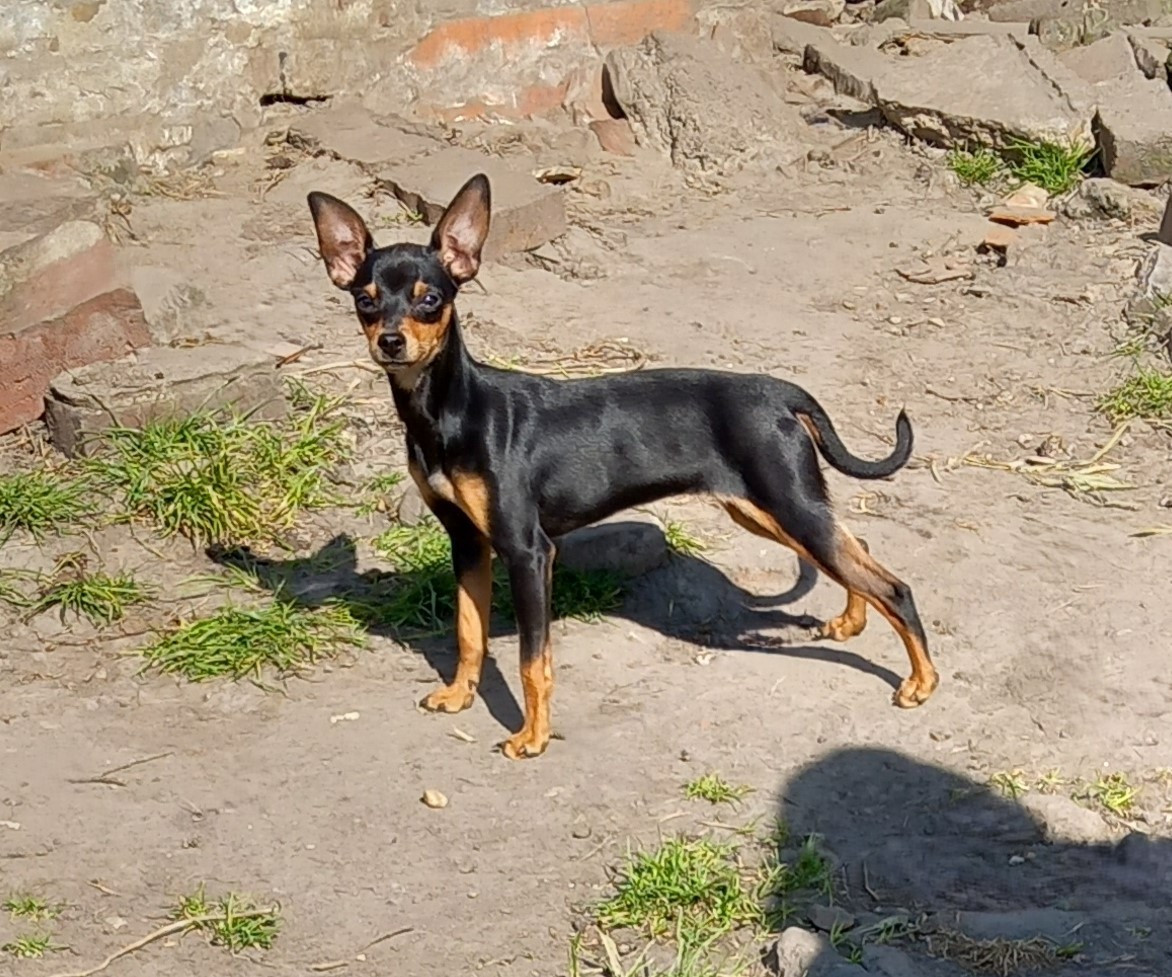 Vyouga-siberia au Royaume D'ultra