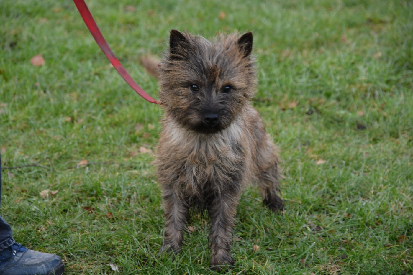 Vespa dite Vesna De malaga