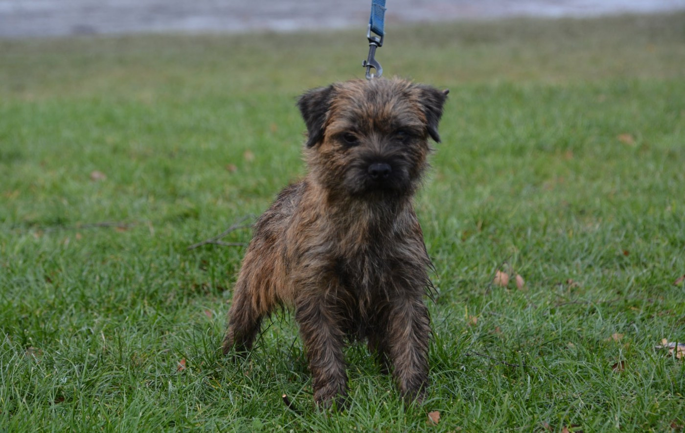 Vox cherche une famille aimante et sportive!