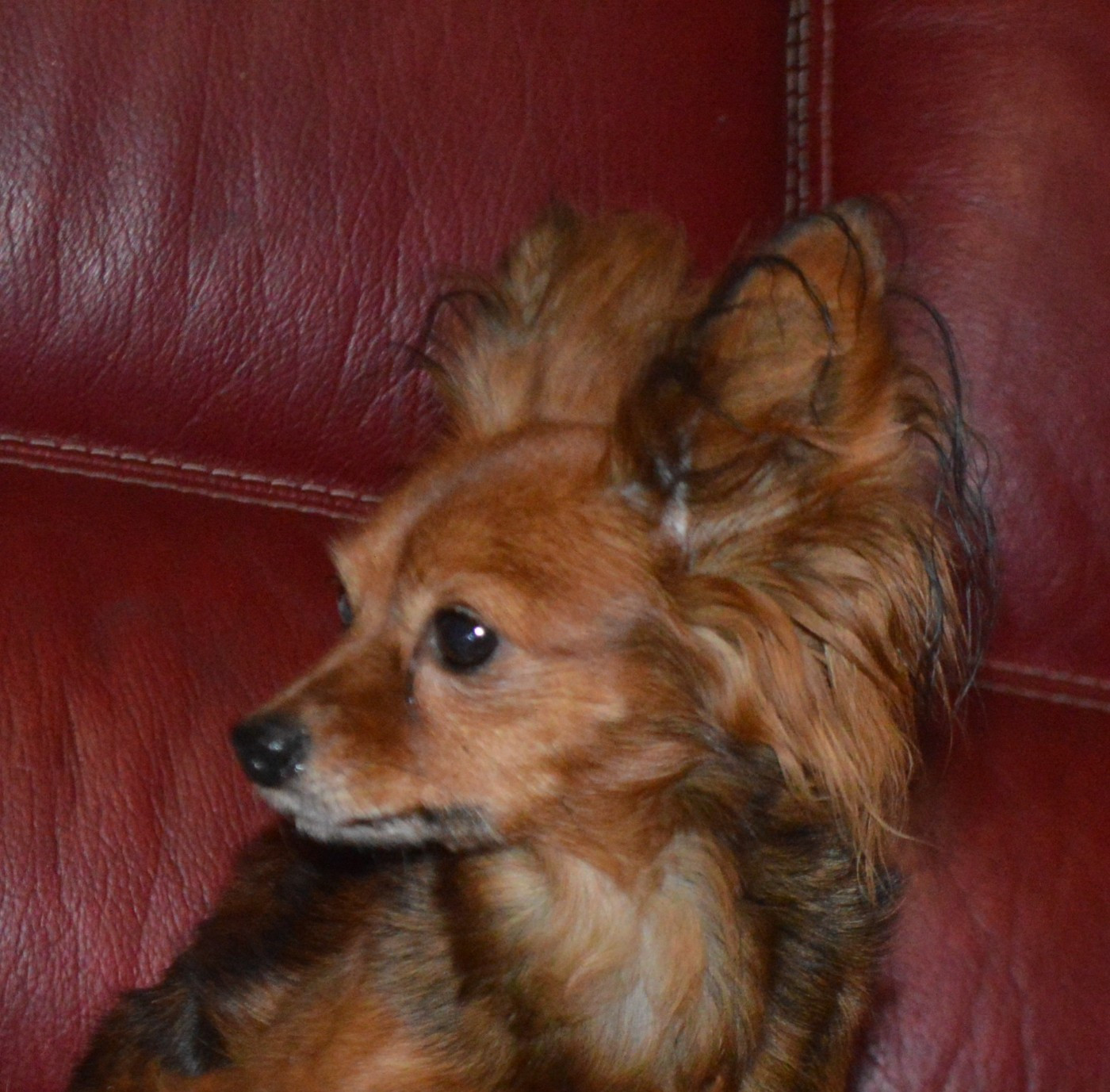 Retraitée cherche un canapé confortable!