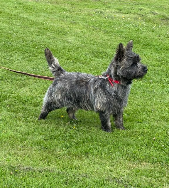 chiots Cairn disponibles
