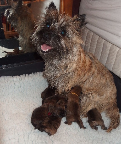 Cairn terrier portée 2015