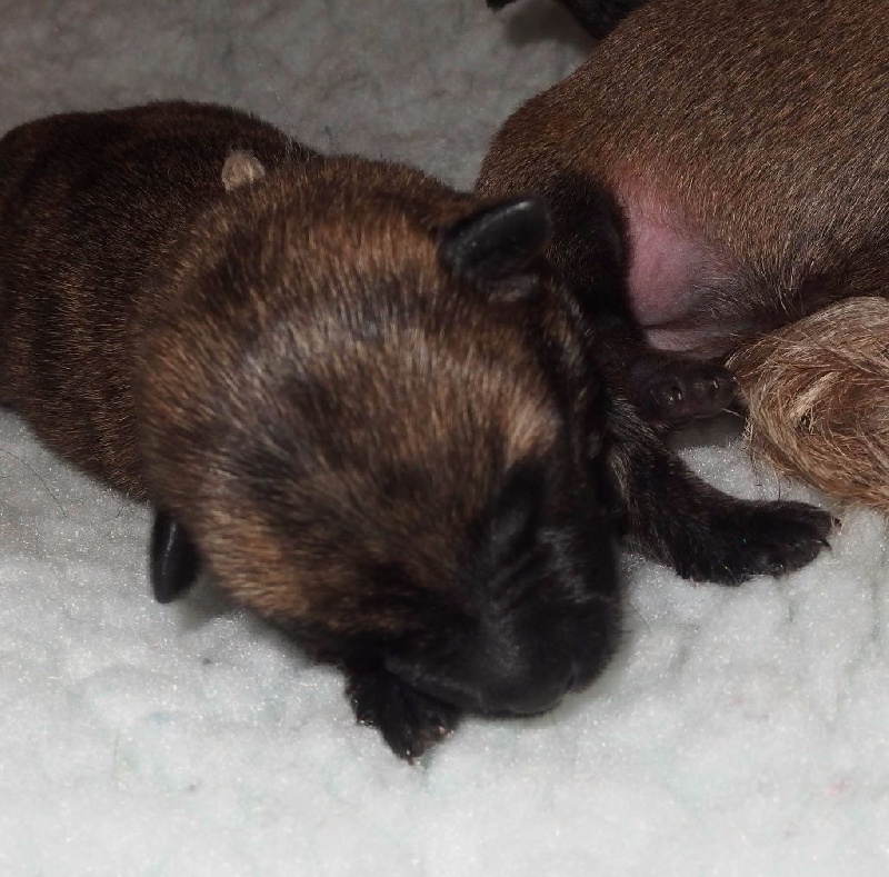 Little Rosie