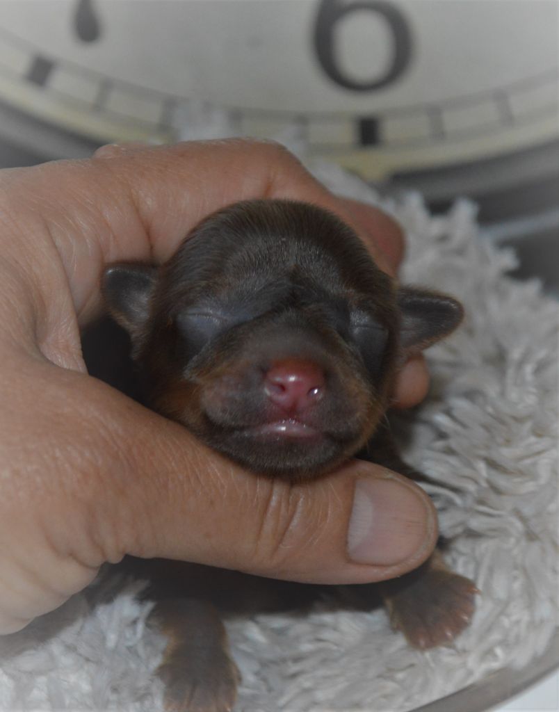 Chiot Russkiy Toy (Petit Chien Russe) By Bidule