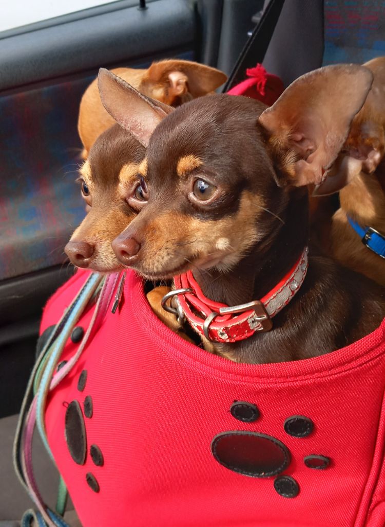 Chiot Russkiy Toy (Petit Chien Russe) By Bidule