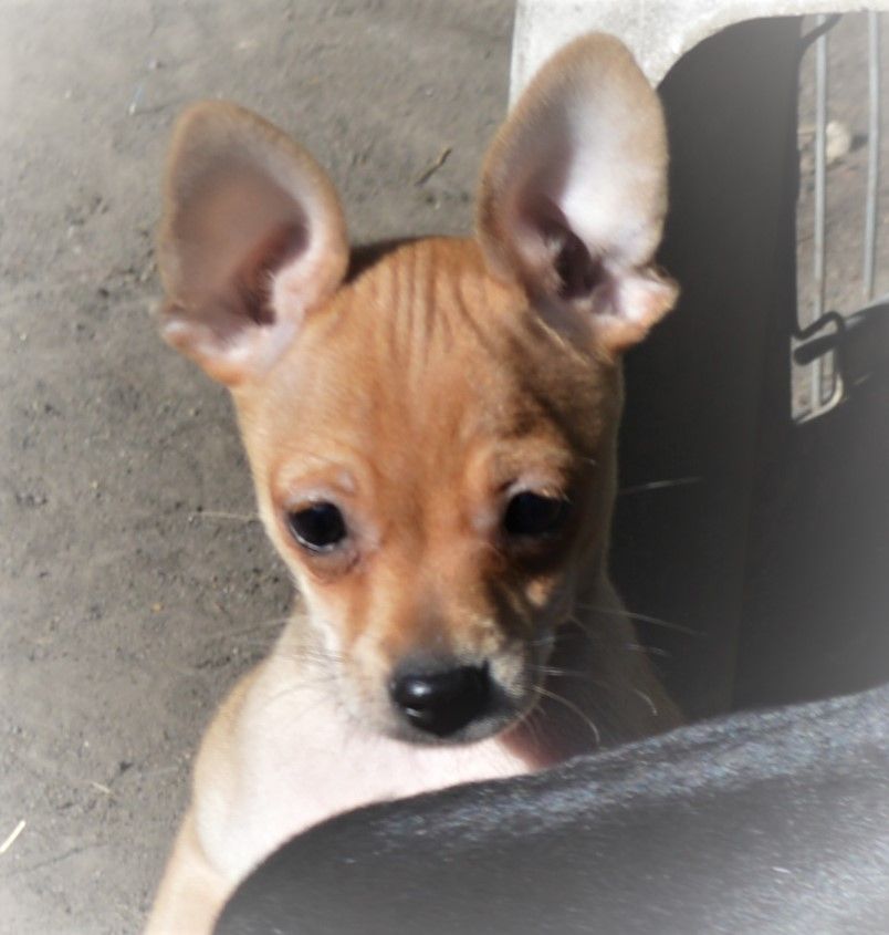 By Bidule - Chiots disponibles - Russkiy Toy (Petit Chien Russe)