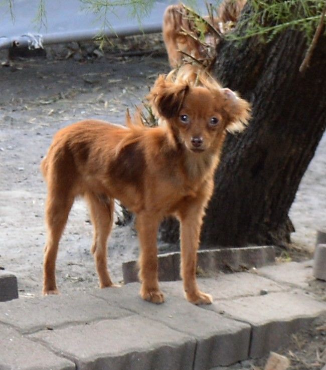 By Bidule - Chiots disponibles - Russkiy Toy (Petit Chien Russe)