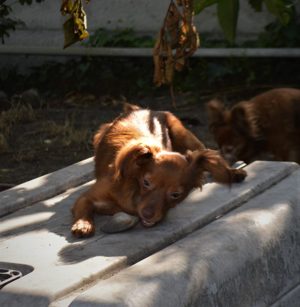 By Bidule - Chiots disponibles - Russkiy Toy (Petit Chien Russe)
