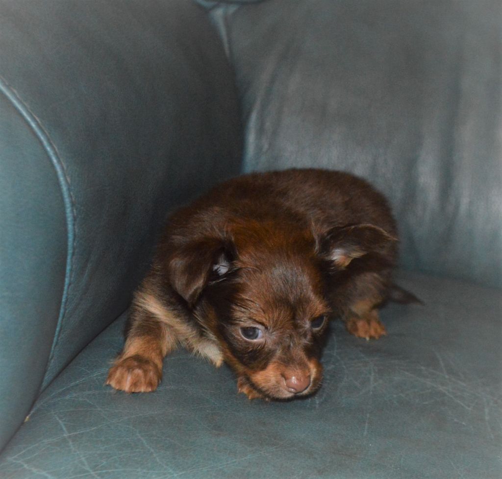 By Bidule - Chiots disponibles - Russkiy Toy (Petit Chien Russe)
