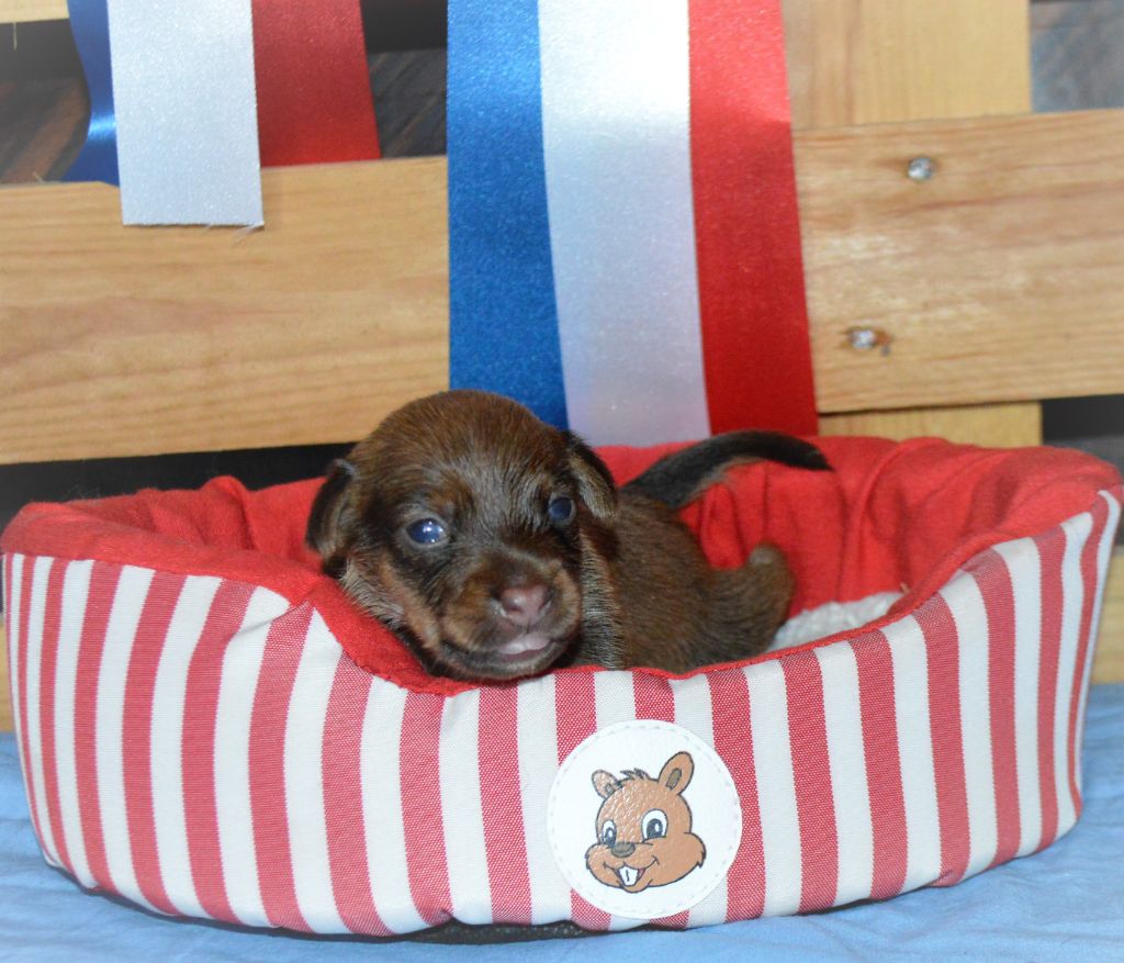 By Bidule - Chiots disponibles - Russkiy Toy (Petit Chien Russe)
