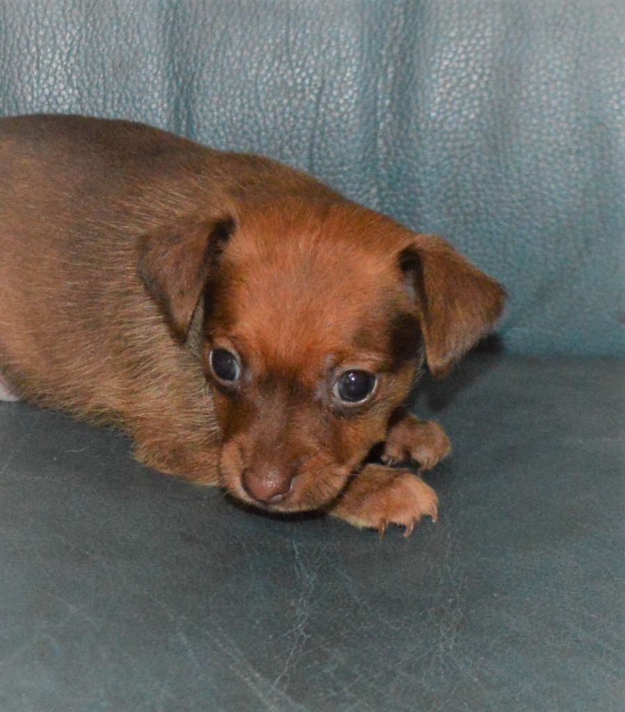 By Bidule - Chiots disponibles - Russkiy Toy (Petit Chien Russe)