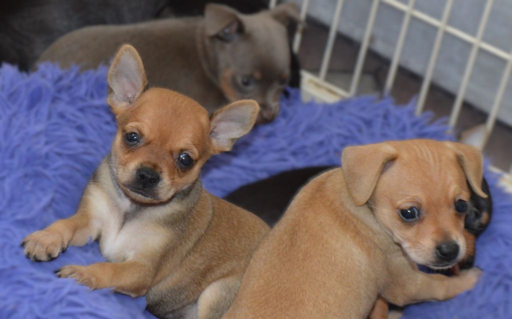 By Bidule - Chiots disponibles - Russkiy Toy (Petit Chien Russe)