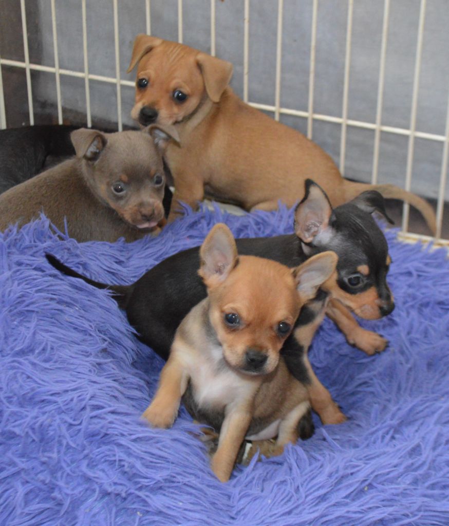 Chiot Russkiy Toy (Petit Chien Russe) By Bidule
