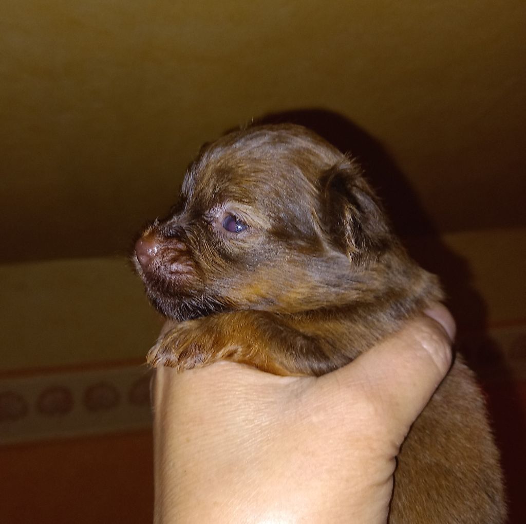 By Bidule - Chiots disponibles - Russkiy Toy (Petit Chien Russe)