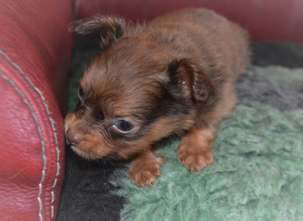 By Bidule - Chiots disponibles - Russkiy Toy (Petit Chien Russe)