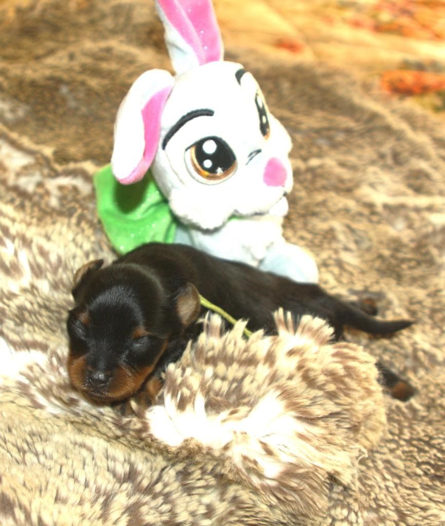 By Bidule - Chiots disponibles - Russkiy Toy (Petit Chien Russe)