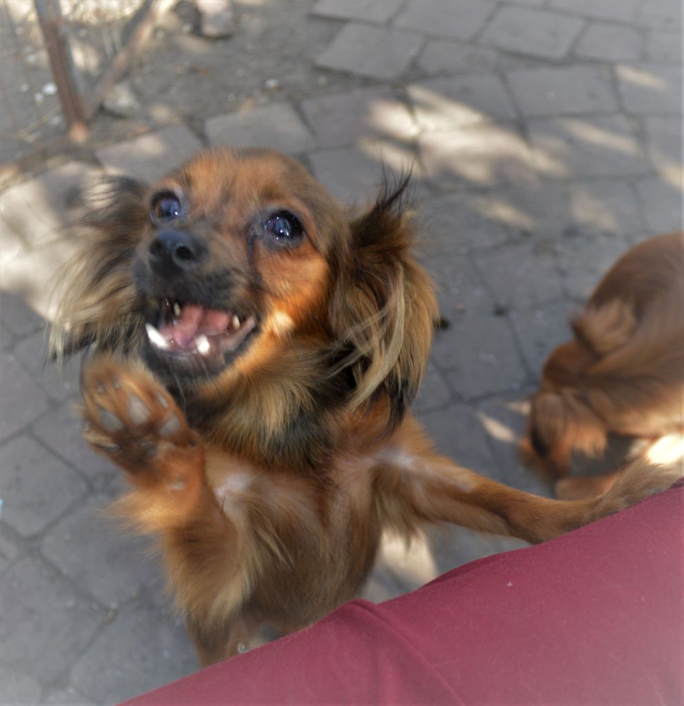 By Bidule - Chiots disponibles - Russkiy Toy (Petit Chien Russe)