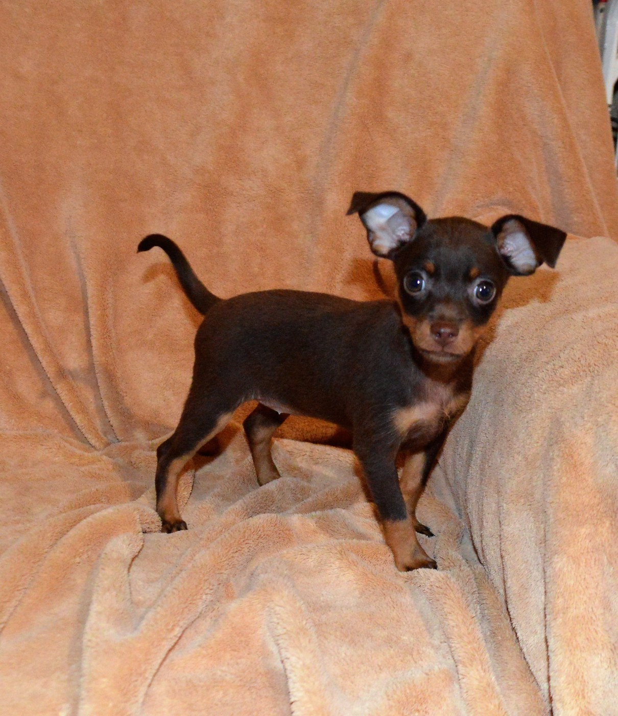 By Bidule - Russkiy Toy (Petit Chien Russe) - Portée née le 08/07/2025